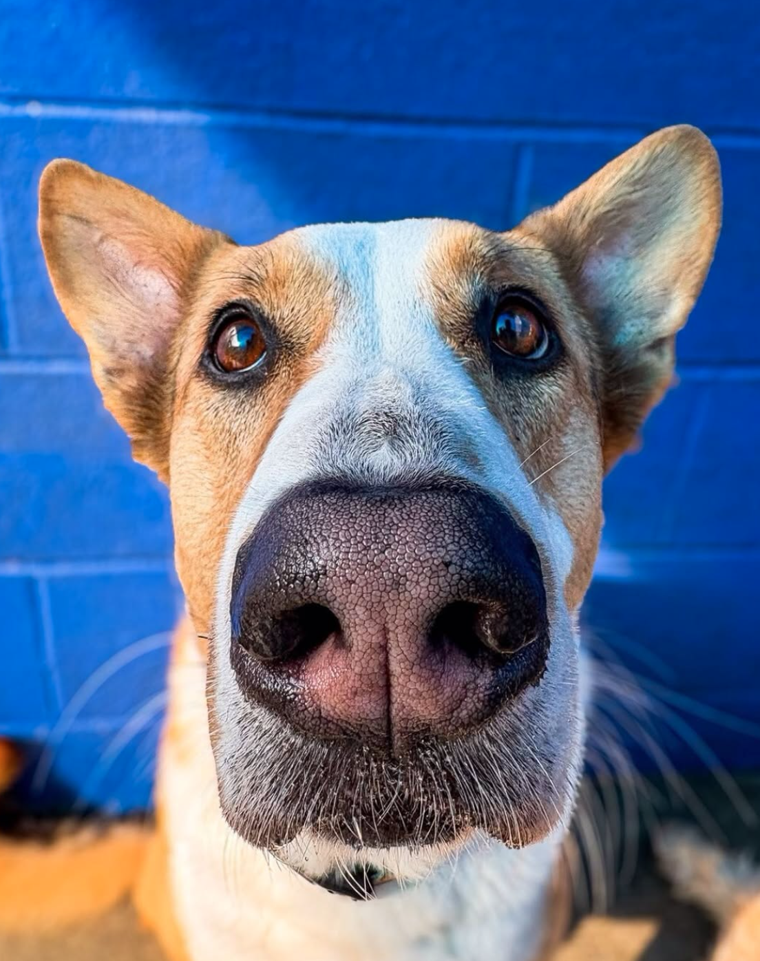 Close up of dog's nose in front of blue wall