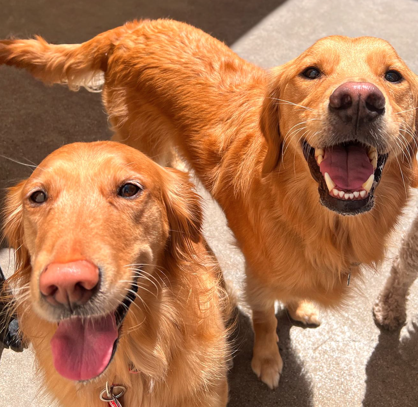 Two golden retrievers smiling outside in the sun