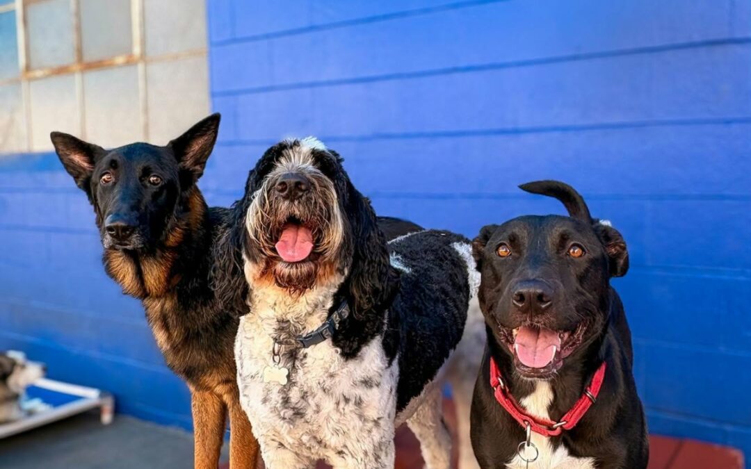 What to Look for in Dog Boarding Near LAX Airport