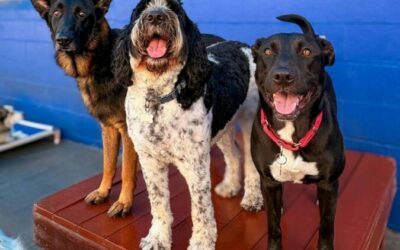 What to Look for in Dog Boarding Near LAX Airport