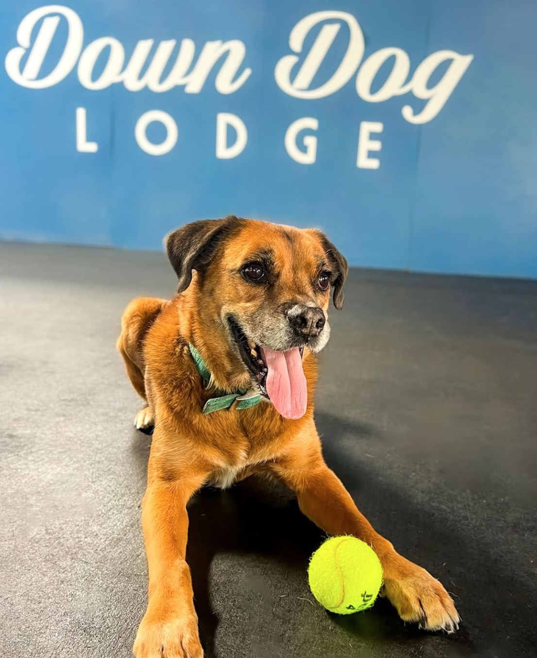 Brown dog laying on floor with tennis ball at Down Dog Lodge near Redondo Beach, CA
