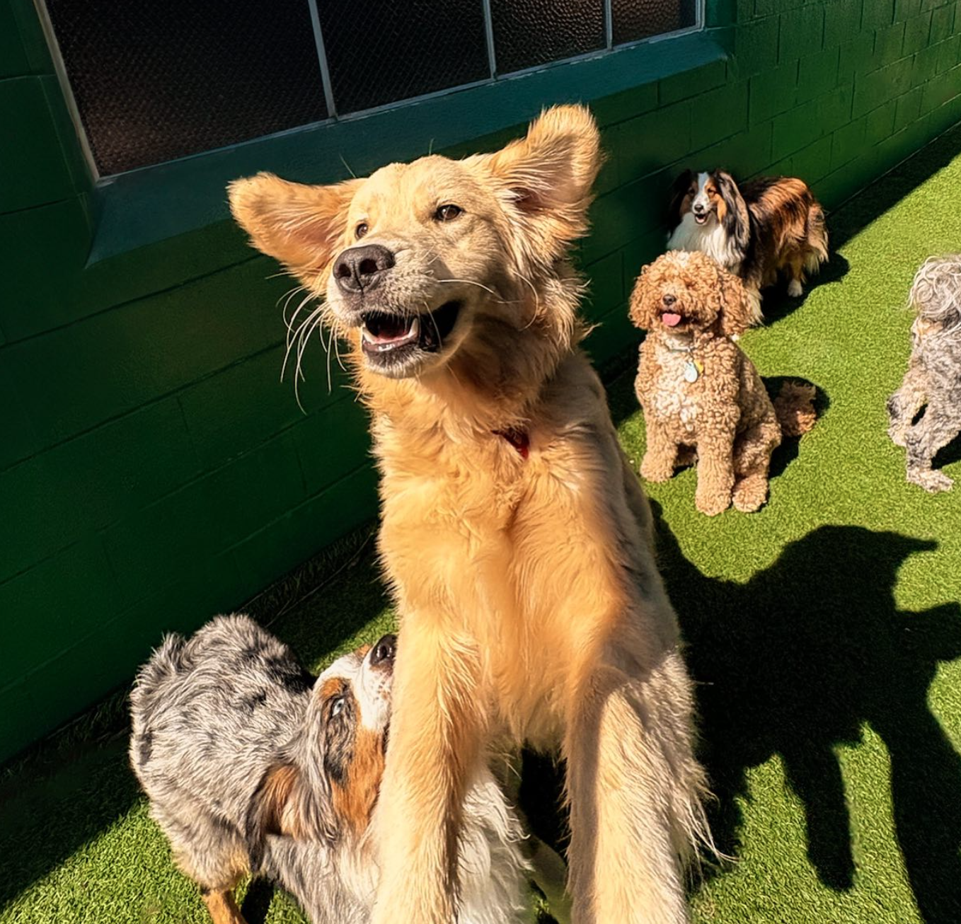 Excited retriever jumping and other dogs at Down Dog Lodge near Redondo Beach, CA