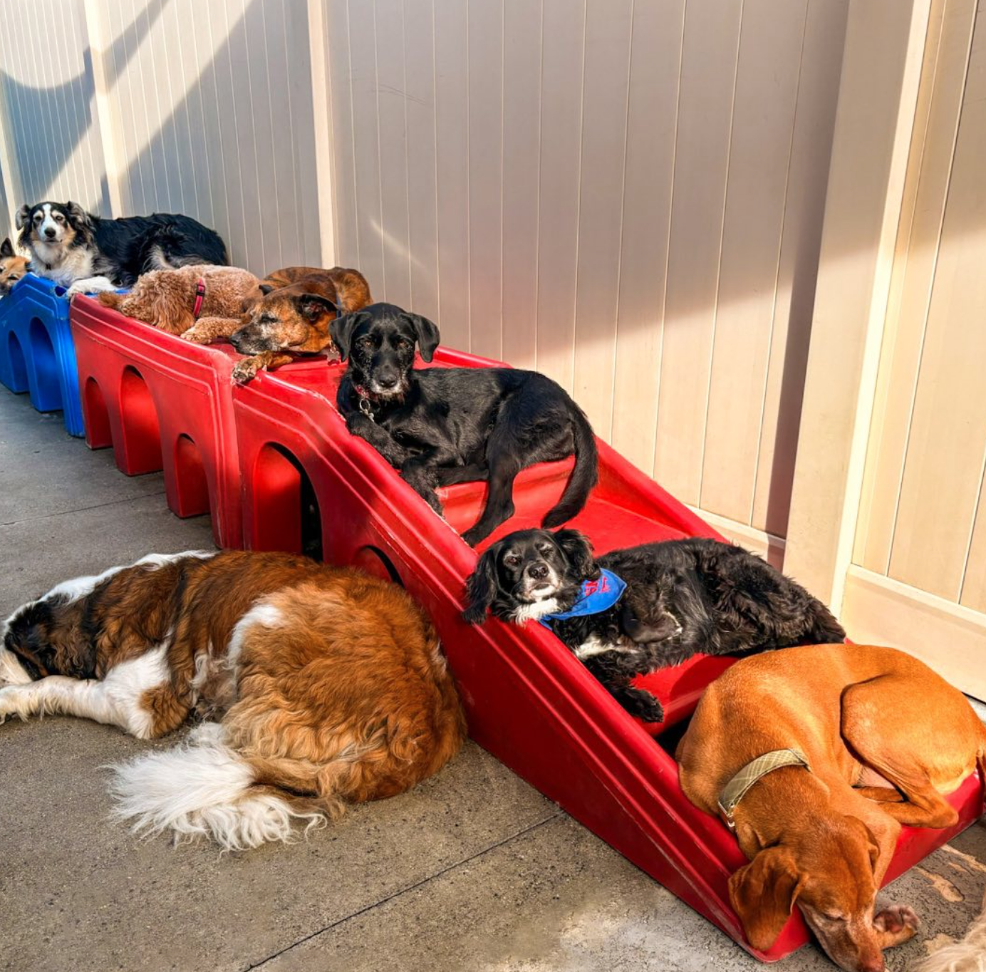 Group of dogs relaxing on play equipment at Down Dog Lodge near Redondo Beach, CA