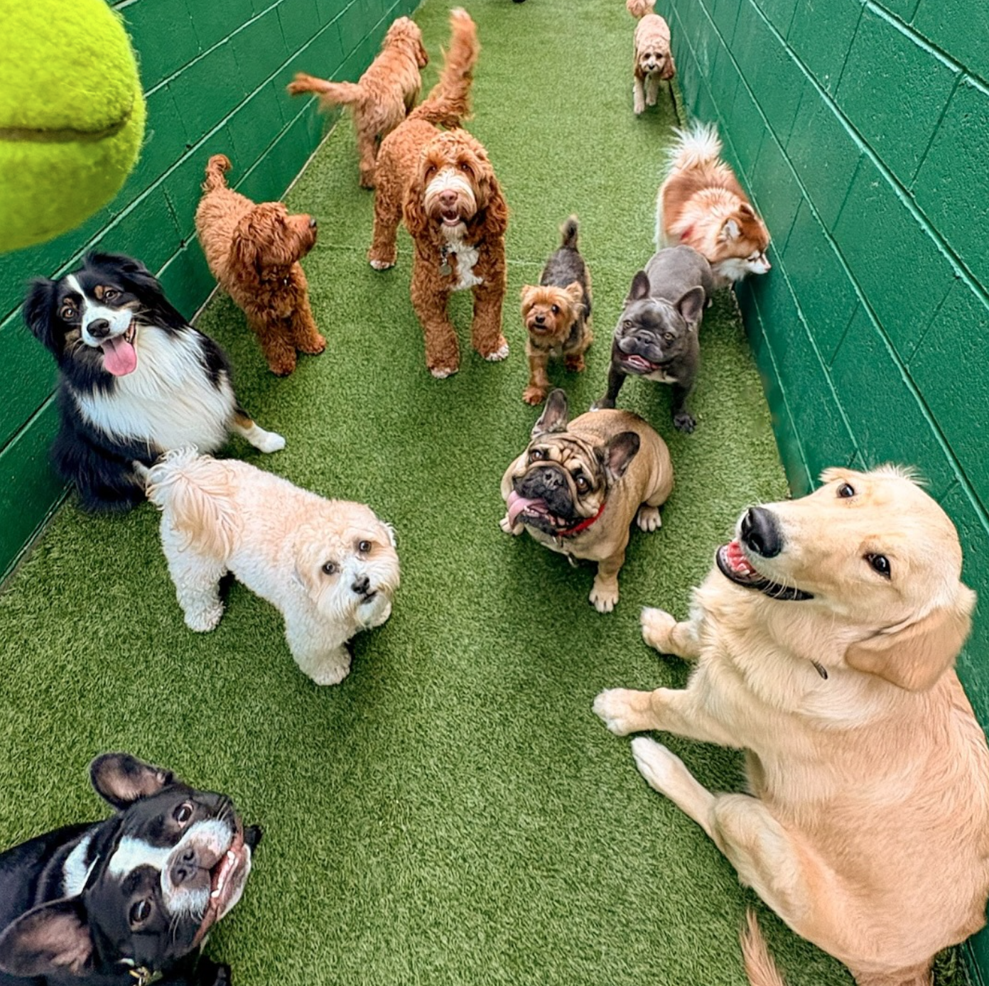 Group of excited dogs waiting for tennis ball throw at Down Dog Lodge near Redondo Beach, CA