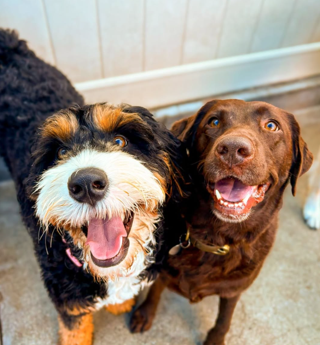 Happy brown lab and fluffy multi-colored dog smiling at Down Dog Lodge near Redondo Beach, CA